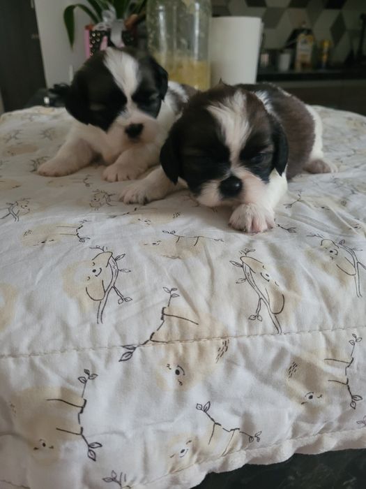 Szitzu śliczny piesek