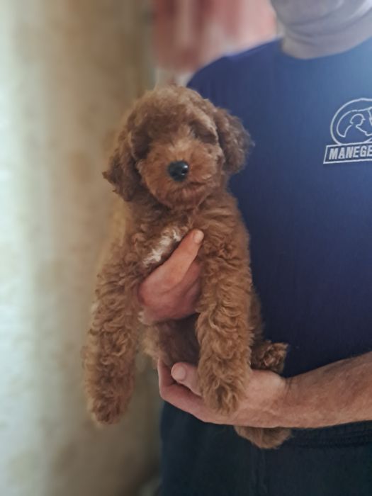 Пудель мальчик 4 мес