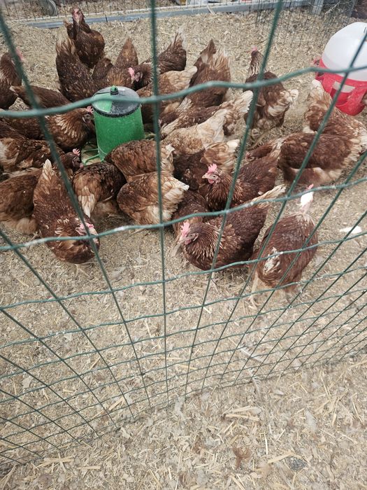 170 Galinhas poedeiras com 10 meses em postura