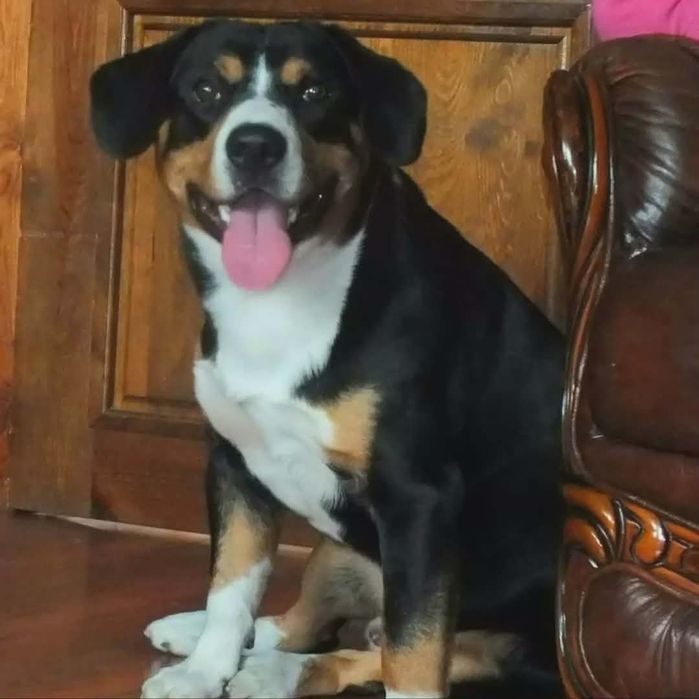 Entlebucher Sennenchund FCI