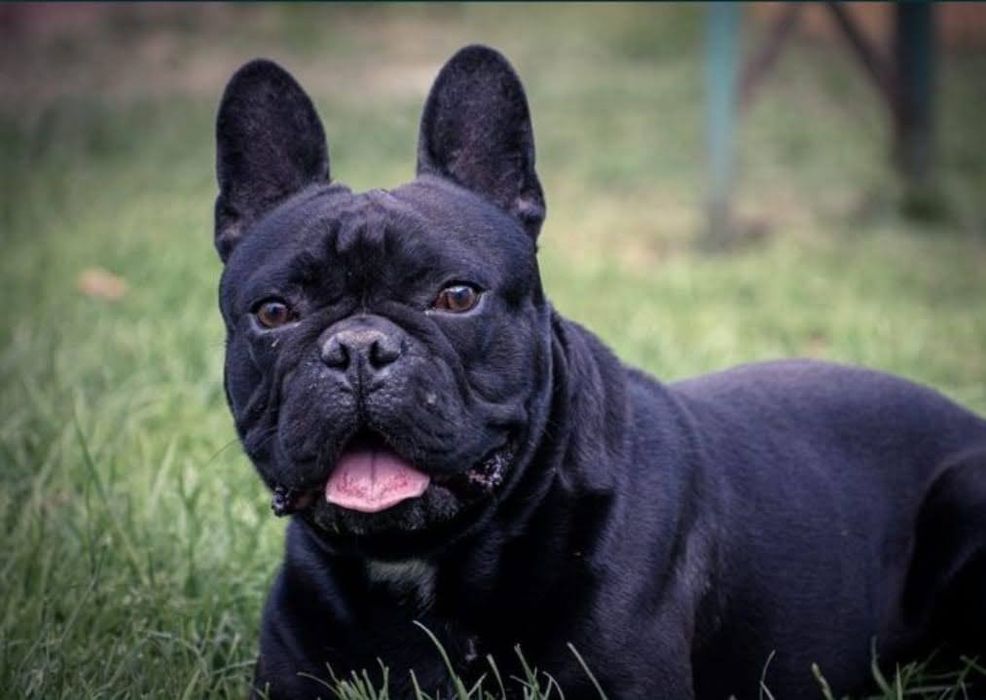 Buldog Francuski Rodowód