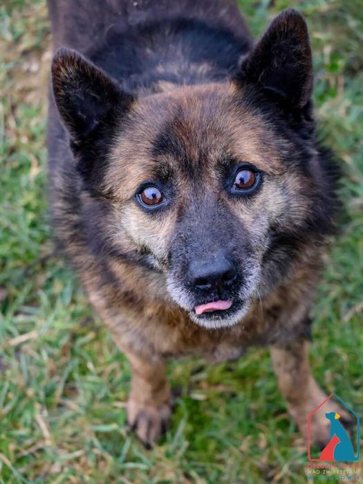 Kochany, czuły, nieduży seniorek Wacław, lubi psy i koty ADOPTUJ