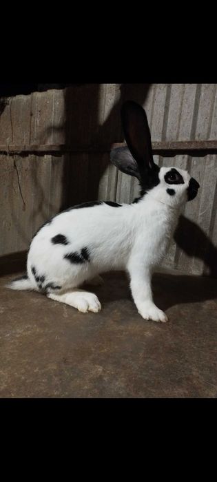 Продам кролів німецький строкач!