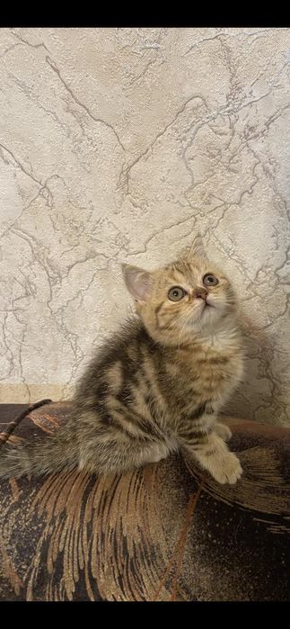 Скоттиш ( фолд )