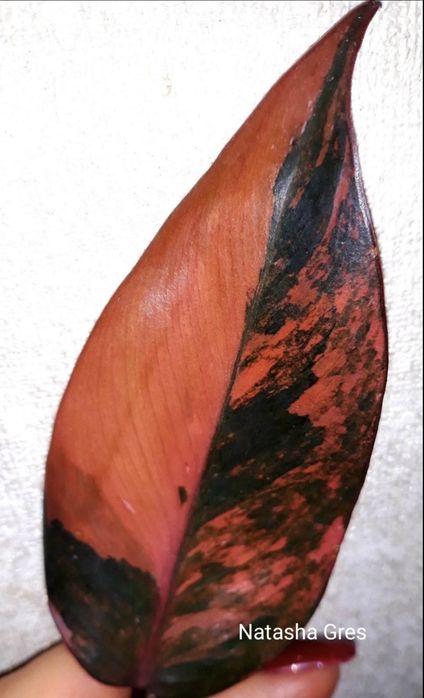 Rar!  Philodendron Fire Princess ( Tricolour) Філодендрон