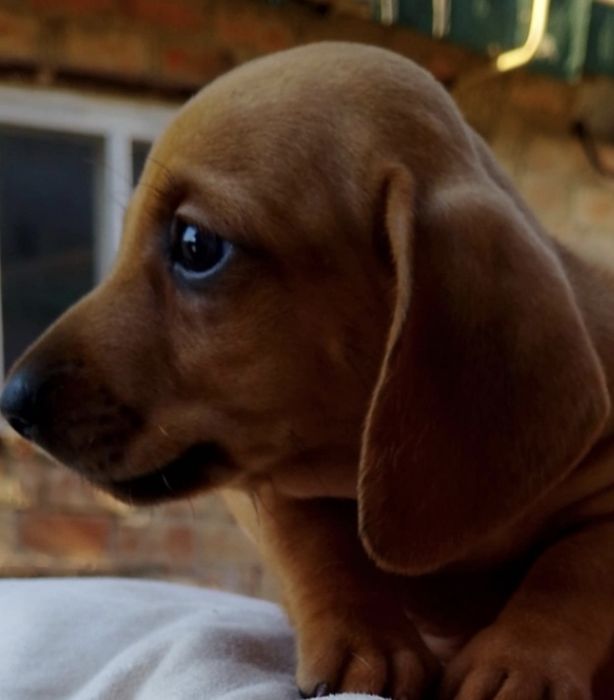 Гарні дівчатка та один хлопчик такси