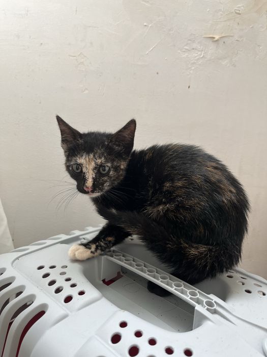 Adoçao gatinha 2 meses