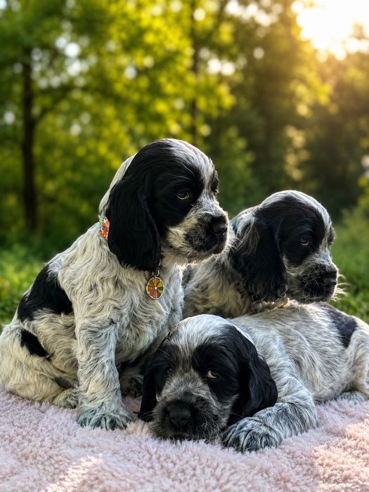 Cocker spaniel angielski