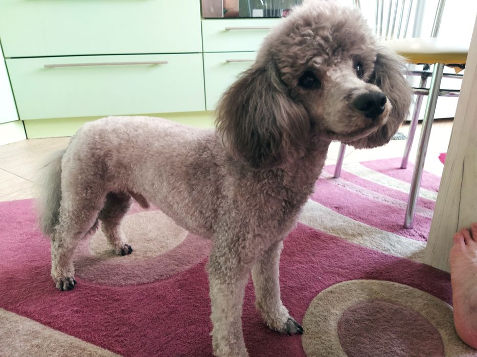 В'язка, карликовий пудель