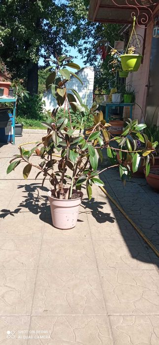 Фикус эластика Мелани