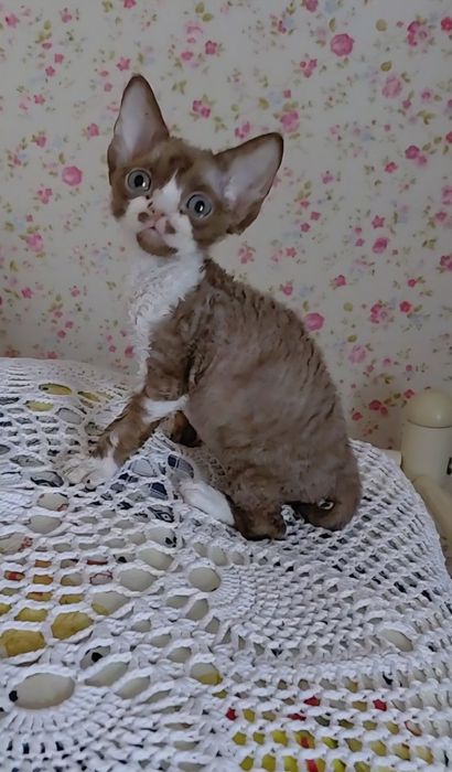 Котята Девон Рекс