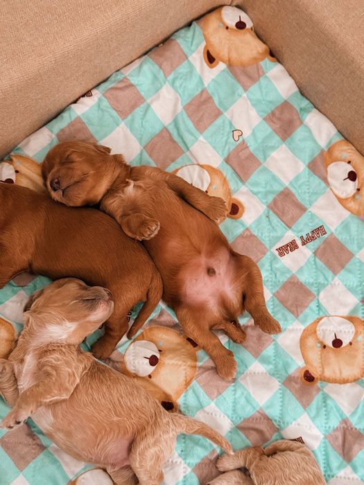 Maltipoo F1B szczeniaki po małych rodzicach