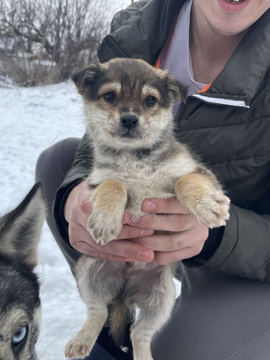 Цуценята-герої в добрі руки