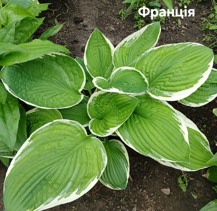 Хости багаторічні