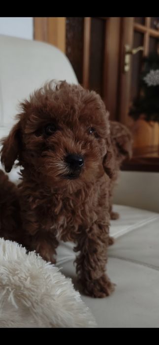 Пулель ,Той-пудель ксу . Мини мальчики и девочки ксу