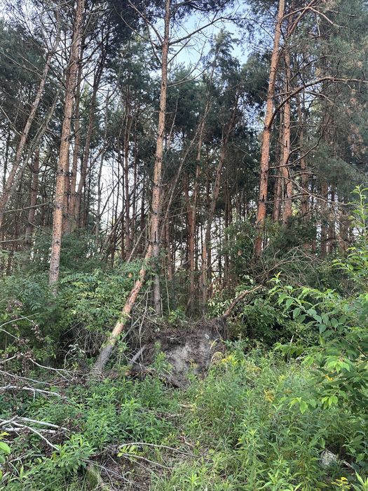 Wycinka samosiejek, sadów, zarośli skupujemy drewno na pniu!