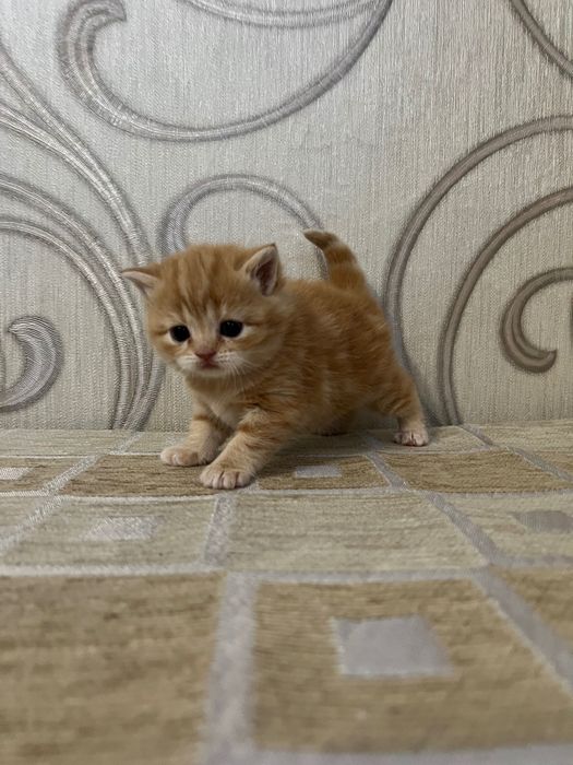 Шотландський червоний мармур