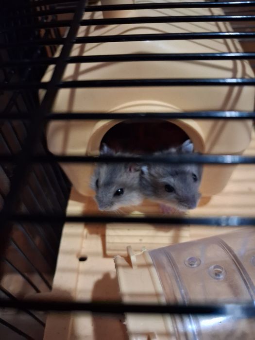 Джунгарики милі дуже