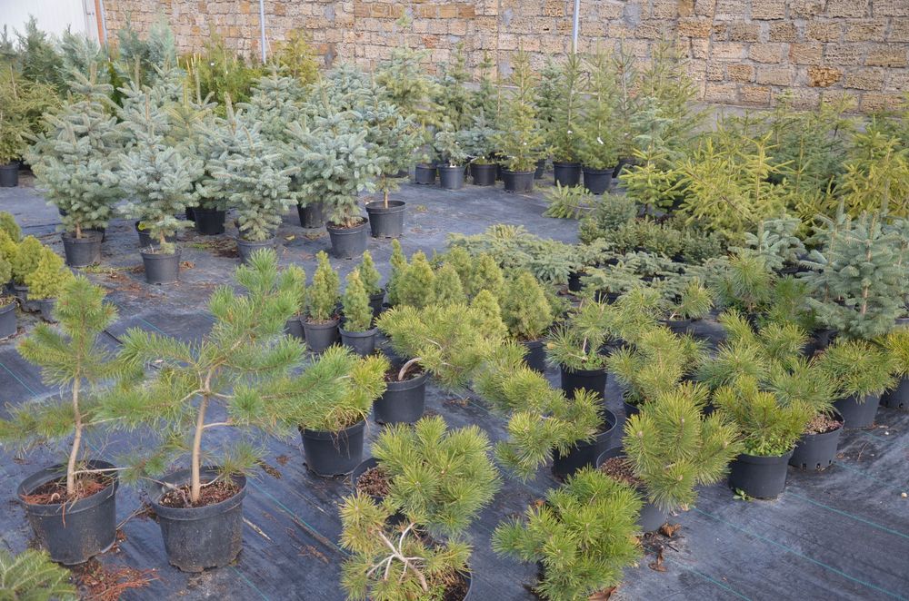 Новогодняя живая елка,сосна для дома,улицы Коника,Маджестик Блю,Глаука