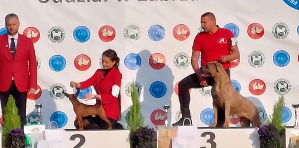 Cane Corso Hodowla   Corso Doro ZKWP/FCI