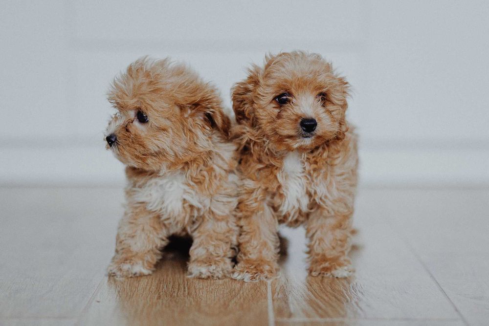 Maltipoo - śliczny rudy piesek - ZOBACZ