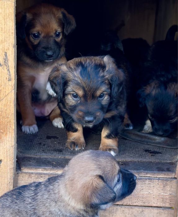 Щенки в добрые руки. Овидиополь