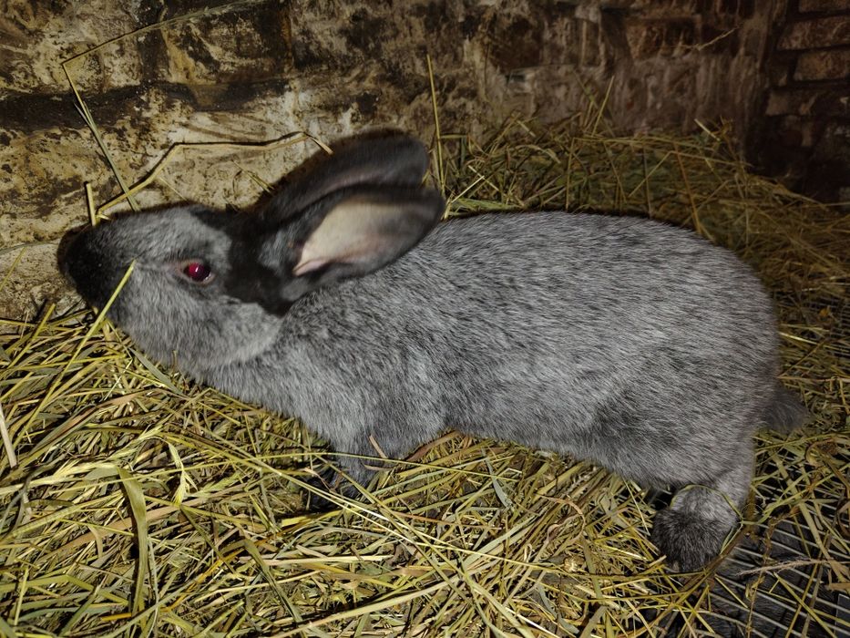 Кролики кролі,самець Полтавське срібло