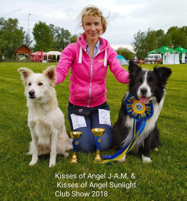 Бордер колли - питомник, щенки