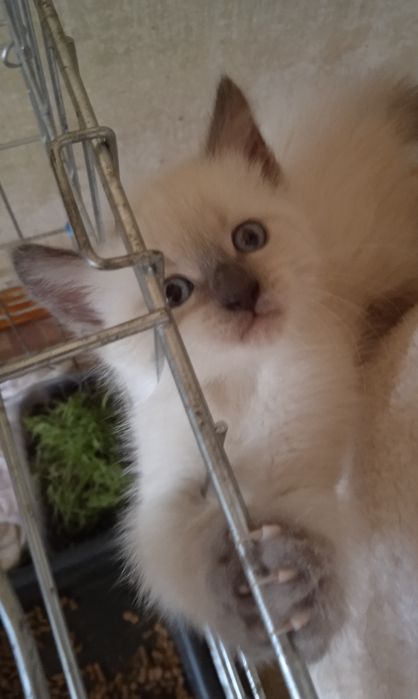 Сіамські кошенята, 3  місяці , хлопчики,  дівчинки.