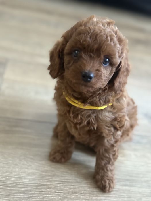 Cavapoo F1b chlopak do odbioru