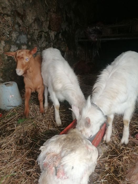 Cabrito macho, branco, 8 messes