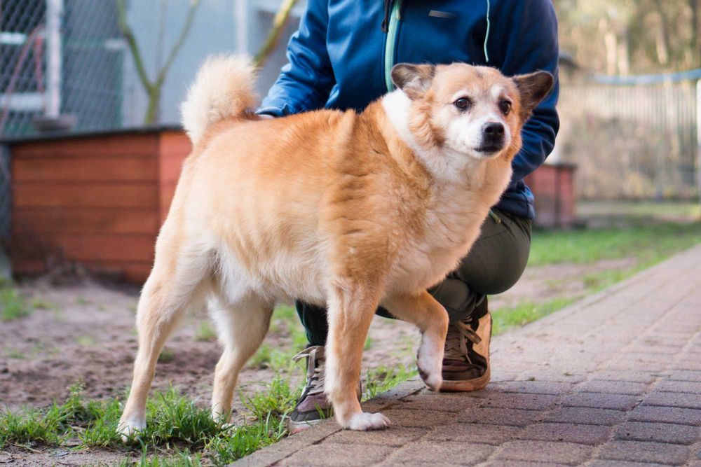 7 letni Bercik do adopcji!