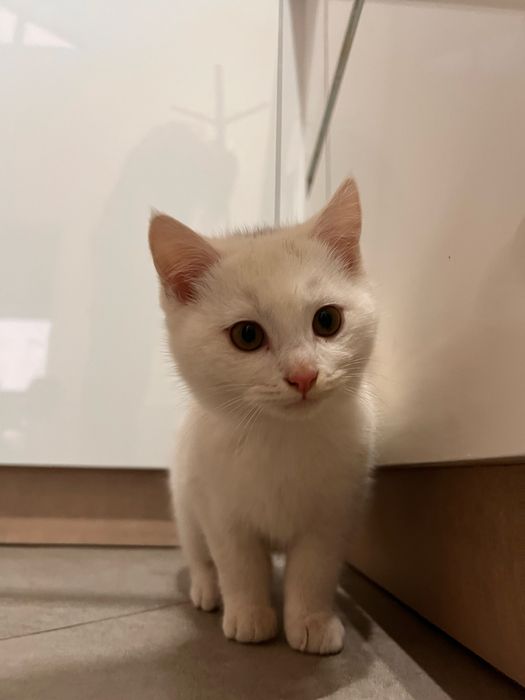 Котик ДАРУЮ !!! (мені 4 місяці хлопчик)