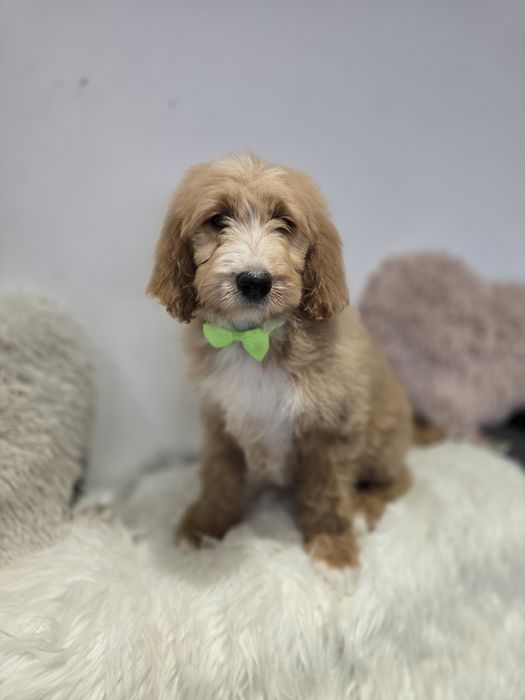 Goldendoodle f1 standard