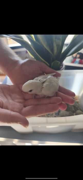 Agapórnis bebés para criar a mão