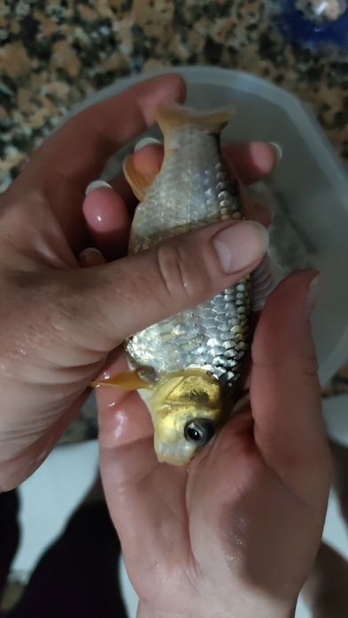 carpa koi 1 ano!