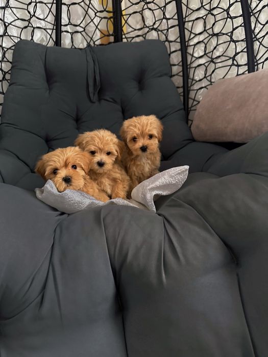 Міні дівчатка та хлопчики мальтіпу ф1 готові до переїзду