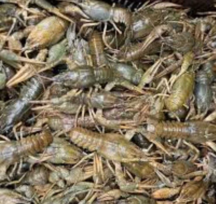 Продам живі раки