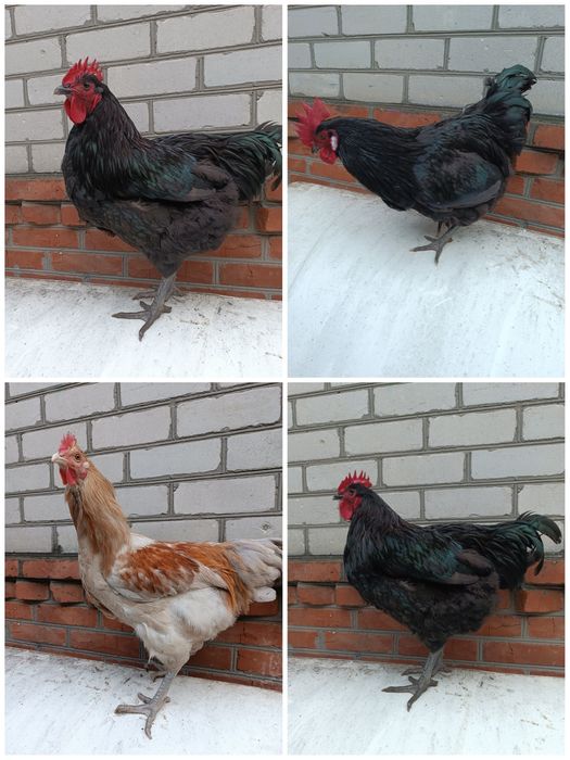 Продам крупных петухов