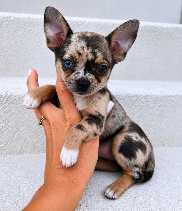 Misty - Miniaturowa Chihuahua "MERLE"