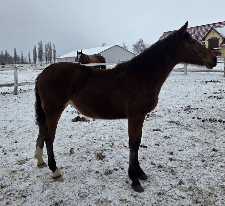 Sprzedam klacz roczną-typ pogrubiony