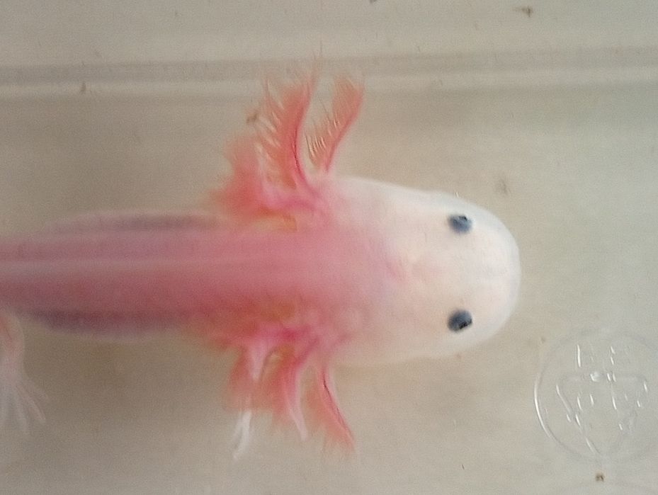 Axolote leucistico