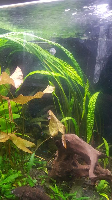 Kryptokoryna / Cryptocoryne