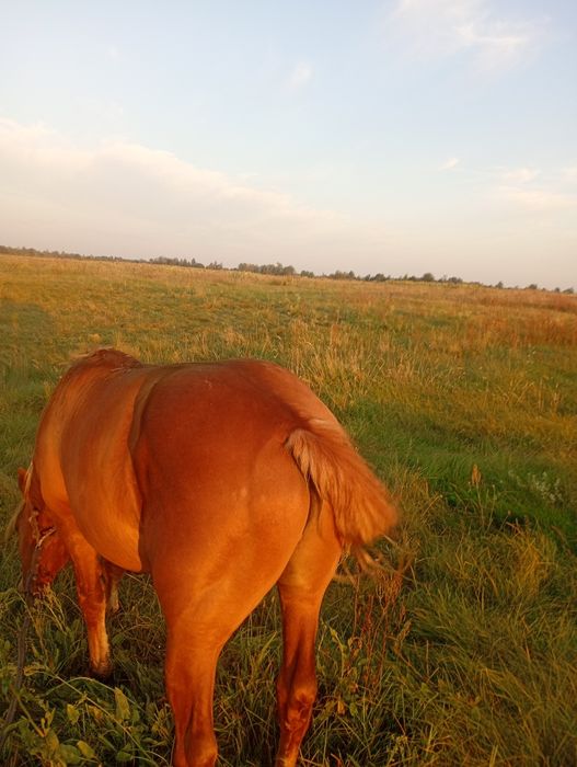 Продам жереба три года