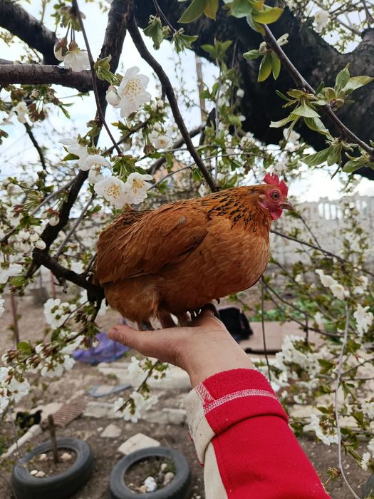 ИЯ бентамок продам