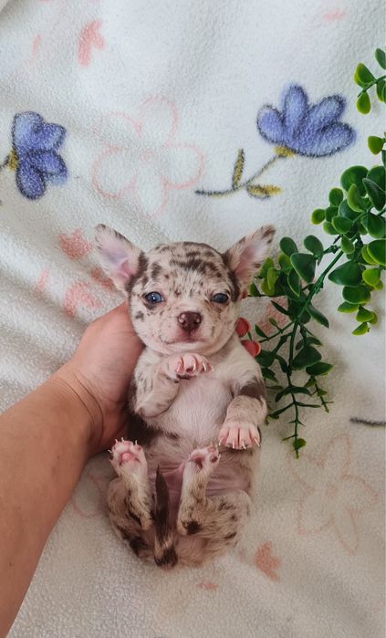 Excecional mini menino Chihuahua/Chiuaua de Qualidad,LinhagemRussa