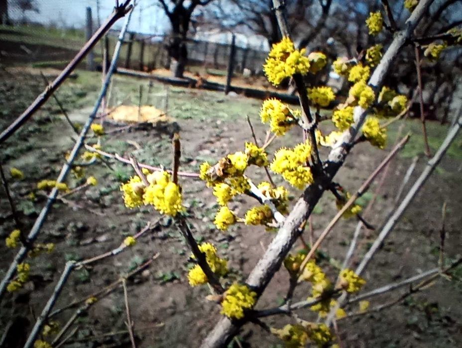 Кизил, сорт Елена (3х-летка)