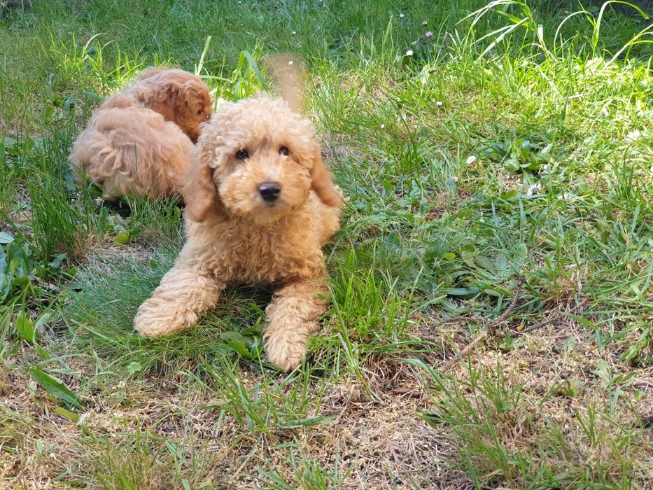 Mini goldendoodle szczeniak f1b