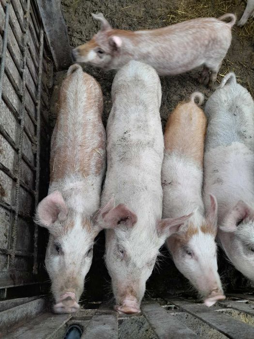 Продам поросят 2-х, 3-х, 4-х місячного віку