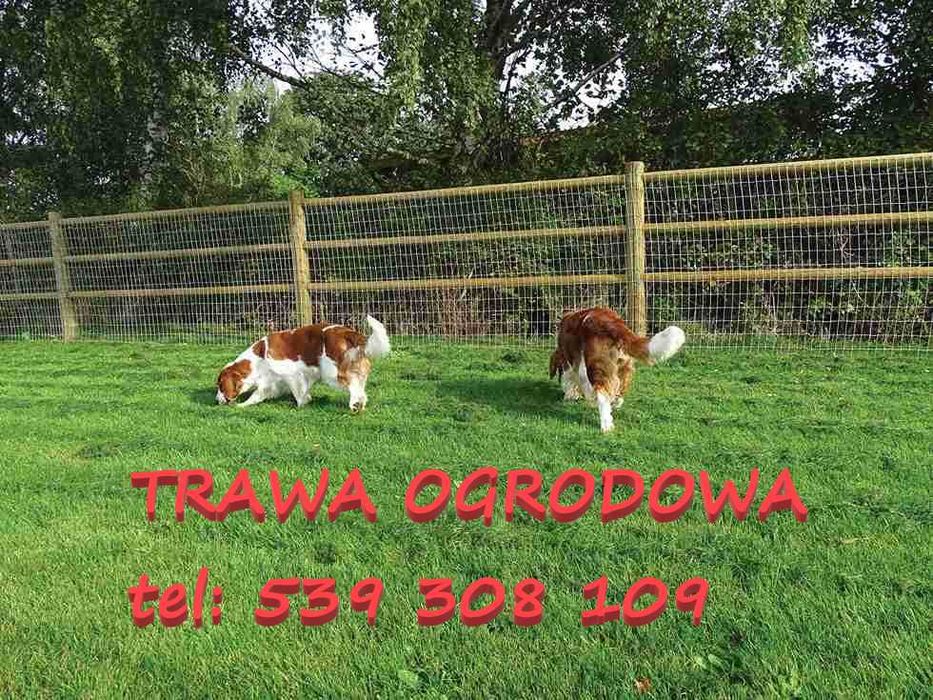 TANIO! Trawa ogrodowa